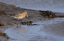 Bar-tailed godwit (Limosa lapponica) pulling out a lugworm from a tidal pool, Holy Island Nature Reserve, Northumberland, UK. February.
