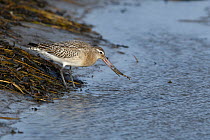 Bar-tailed godwit (Limosa lapponica) feeding on a lugworm in a tidal pool, Holy Island Nature Reserve, Northumberland, UK. February.