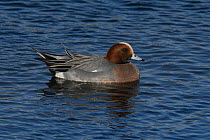 Male Eurasian wigeon (Mareca penelope) swimming in estuary, River Coquet, Northumberland, England, UK. March.