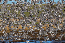 Large flock of Red knot (Calidris canutus) in winter plumage in flight, Holy Island Nature Reserve, Northumberland, England, UK. February.