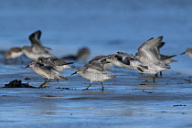 Small flock of migratory Red knot (Calidris canutus) in winter plumage landing on mudflats, Holy Island Nature Reserve, Northumberland, England, UK. February.