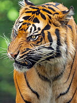 RF - Sumatran tiger (Panthera tigris sondaica) snarling, portrait. Captive. (This image may be licensed either as rights managed or royalty free.)
