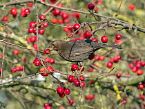 RF - Female Blackbird (Turdus merula) feeding on ripe crab apples, Norfolk, UK. January. (This image may be licensed either as rights managed or royalty free.)