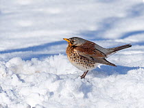 RF - Fieldfare (Turdus pilaris) standing in snow, Norfolk, UK. February. (This image may be licensed either as rights managed or royalty free.)