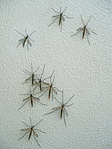 * Crane flies (Tipulidae) resting on white wall, UK. October.