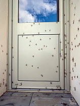 * Swarm of Crane fly (Tipulidae) resting on white wall and door, UK. October.