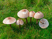 Cluster of Parasol mushroom (Macrolepiota procera) growing in grass, UK. September.