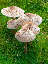 Cluster of Parasol mushroom (Macrolepiota procera) growing in grass, UK. September.