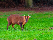 Male Muntjac deer (Muntiacus reevesi) walking through a garden in winter, Norfolk, UK. January.