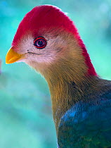 Red-crested turaco (Tauraco erythrolophus) head  portrait. Captive.