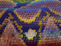 Reticulated python (Python reticulatus) close up of snake's skin pattern detail. Captive.