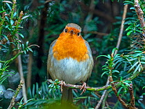 Robin (Erithacus rubecula) perched in Yew (Taxus baccata) hedge in winter, Norfolk, UK. January.