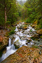 Mountain stream flowing through woodland, Fiordland National Park, South Island, New Zealand. February, 2009.