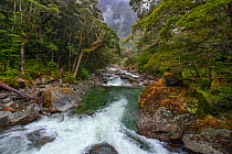 A mountain river and woodland, Fiordland National Park, South Island New Zealand. February, 2009.
