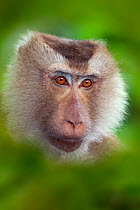Southern pig-tailed macaque (Macaca nemestrina), portrait. Captive. Foliage digitally added.