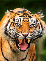 Sumatran tiger (Panthera tigris sondaica) snarling, portrait. Captive.