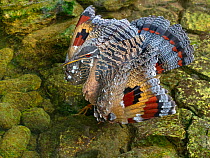 Sunbittern (Eurypyga helias) with wings spread, standing in shallow water. Captive.