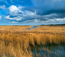 View of reedbeds in coastal marshes, RSPB Titchwell Nature Reserve Norfolk, UK. March, 2021.