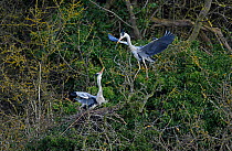 Grey heron (Ardea cinerea) landing on nest beside its mate, who is displaying a greeting posture of outstretched neck and head, Amble, Northumberland, UK. March.