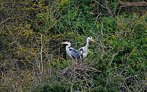 Grey heron (Ardea cinerea) pair, arranging the nest, Amble, Northumberland, UK. March.
