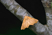 Dusky thorn moth (Ennomos fuscantaria) resting on tree branch, Norwich, UK. July. Stacked.