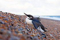 Sick and weak Guillemot (Uria aalge) moribund on beach, Blakeney Point, Norfolk, UK. October.