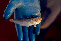 Lesser weever fish (Echiichthys vipera) held on hand, Yorkshire, UK. June.
