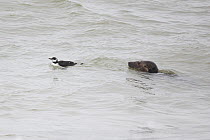 Grey seal (Halichoerus grypus) checking out weak Guillemot (Uria aalge), Norfolk, UK. October.