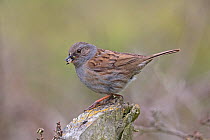 Dunnock (Prunella modularis) adult perched on rock, with food for young, Yorkshire, UK. June.