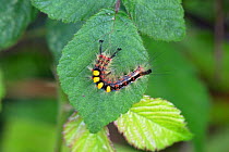 Vapourer moth caterpillar (Orgyia antiqua) resting leaf, Norfolk, UK. June.