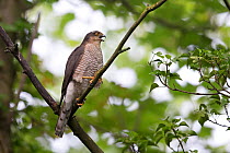 Sparrowhawk (Accipiter nisus) calling to young nearby, Norwich, UK. July.