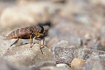 Band-eyed brown horsefly (Tabanus bromius) resting on rock, Cumbria, UK. August.