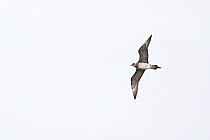 Arctic skua (Stercorarius parasiticus) flying, Norfolk, UK. August.
