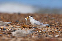 Little tern (Sterna albifrons) adult carrying a sprat in its mouth, Norfolk, UK. August.