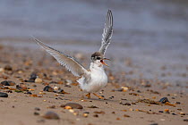 Little tern (Sterna albifrons) juvenile begging for food when parents arrive with food, Norfolk, UK. August.