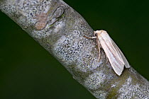 Smoky wainscot moth (Mythimna impura) resting on tree trunk, Norwich, UK. July.
