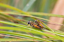 Tiger hoverfly pair (Helophilus pendulus) mating on grass blade, Norfolk, UK. September.