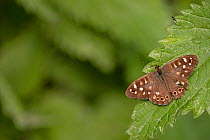 Speckled wood butterfly (Pararge aegeria) resting on leaf, Strumpshaw Fen, Norfolk, UK. September.