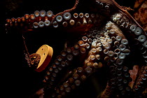 Giant Pacific octopus (Enteroctopus dofleini) named Wanda, showing how she can untwist the cap of a jar to get the food inside, Shaw Center for the Salish Sea Aquarium, Vancouver Island, British Colum...