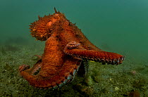 Giant Pacific octopus (Enteroctopus dofleini) experiencing freedom after release from captivity, Vancouver Island, British Columbia, Canada, Pacific Ocean.