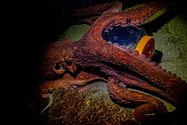 Giant Pacific octopus (Enteroctopus dofleini) named Wanda, showing how she can untwist the cap of a jar to get the food inside, Shaw Center for the Salish Sea Aquarium, Vancouver Island, British Colum...
