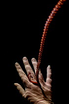 Giant Pacific octopus (Enteroctopus dofleini), named Wanda, reaching out her tentacle to touch the hand of her caretaker and aquarist, Shaw Center for the Salish Sea Aquarium, Vancouver Island, Britis...