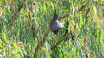 Grey-headed flying-fox (Pteropus poliocephalus) hanging in a tree fanning with its wing  to cool down, Kew, Victoria, Australia, February.
