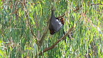 Grey-headed flying-fox (Pteropus poliocephalus) hanging in a tree fanning with its wing and licking itself to cool down, Kew, Victoria, Australia, February.