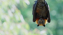 Grey-headed flying-fox (Pteropus poliocephalus) hanging in a tree looking at camera, Kew, Victoria, Australia, February.