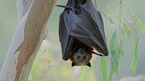 Grey-headed flying-fox (Pteropus poliocephalus) fanning itself with wings to cool down, Kew, Victoria, Australia, February.
