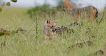 Indian jackal (Canis aureus indicus) female eating prey in grass, male watching in background, Maharashtra, India, September.