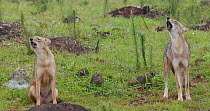 Indian jackal (Canis aureus indicus) pair howling, Maharashtra, India, September.