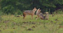 Indian jackal (Canis aureus indicus) female grooming male, then joined by juvenile, Maharashtra, India, September.