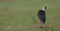 Woolly-necked stork (Ciconia episcopus) stood preening itself, Maharashtra, India, August.